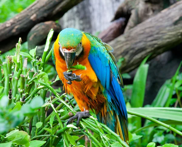 カラフルなコンゴウインコ — ストック写真