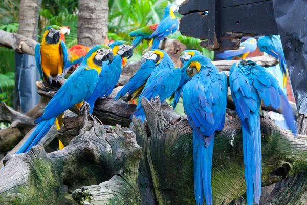 Kleurrijke macaws — Stockfoto