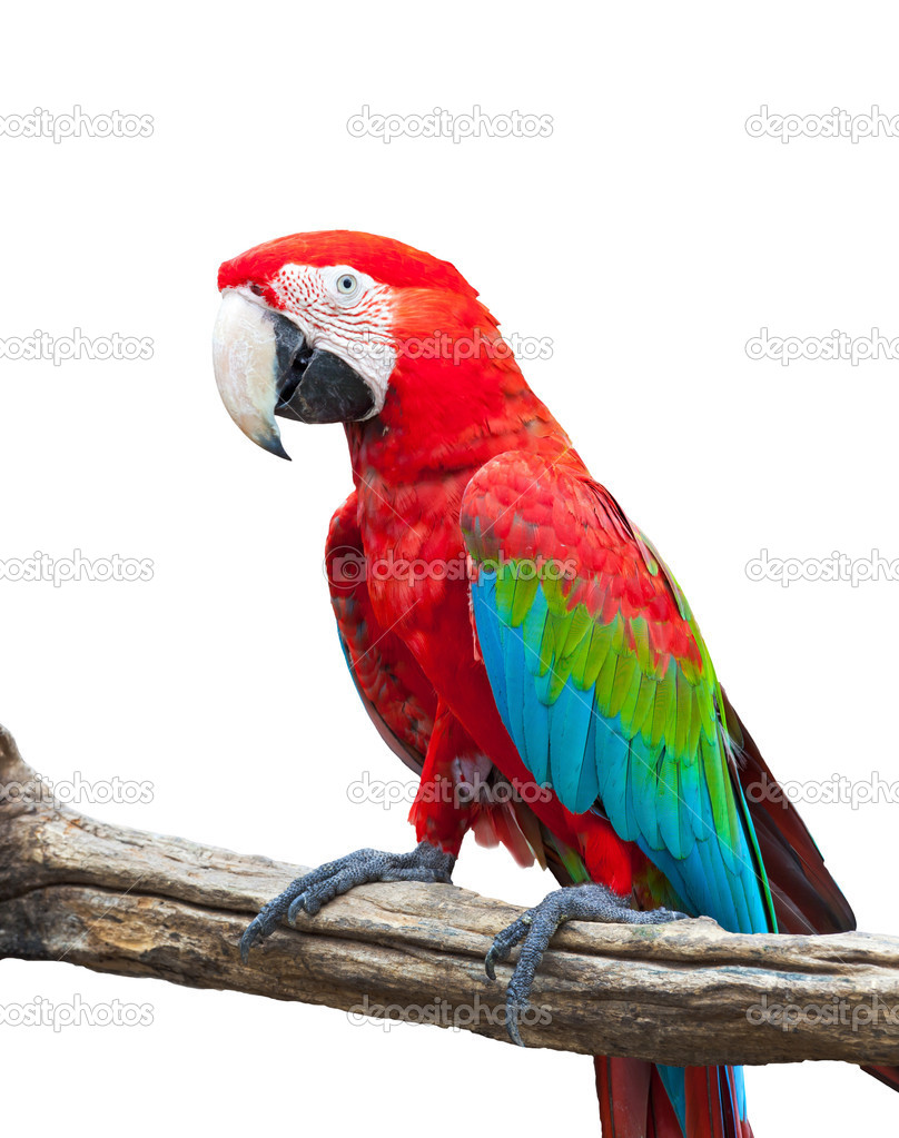 Macaw isolated