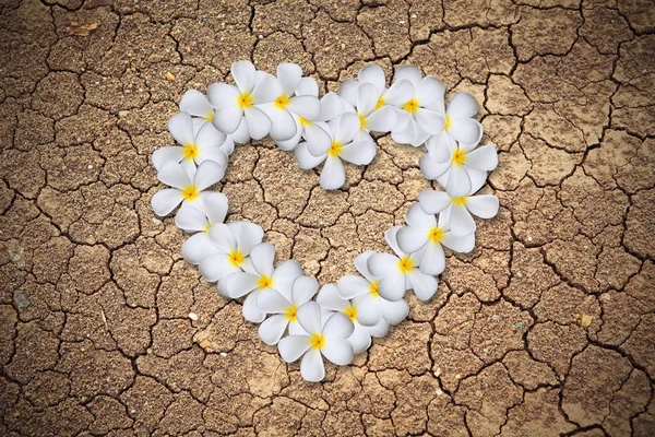 Plumeria flowers heart — Stock Photo, Image