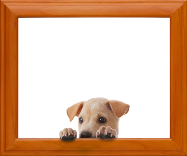 Hund mit Rahmen — Stockfoto
