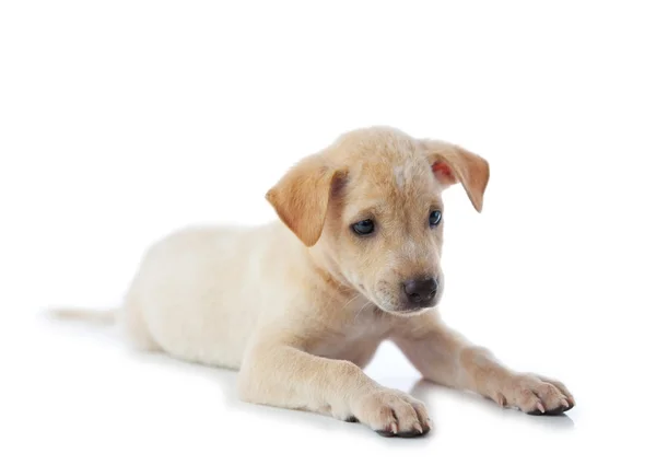 Puppy dog — Stock Photo, Image