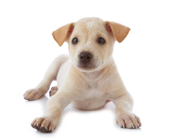 Puppy hondje — Stockfoto