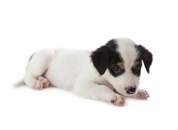 Puppy hondje — Stockfoto