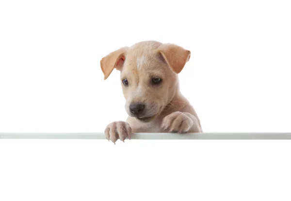 Dog with empty boar — Stock Photo, Image