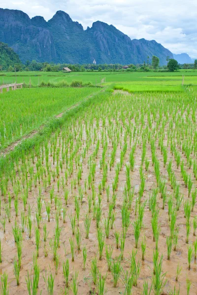 Green field — Stock Photo, Image