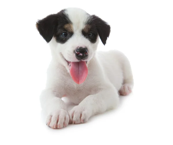 Puppy hondje — Stockfoto