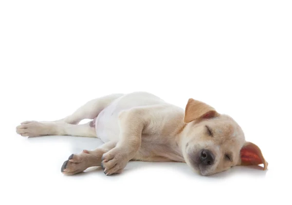 Puppy dog — Stock Photo, Image