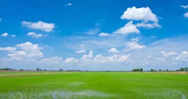 Campo verde — Fotografia de Stock