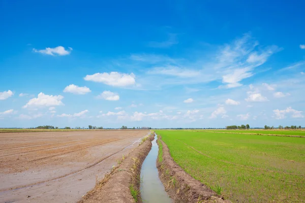 Green field — Stock Photo, Image