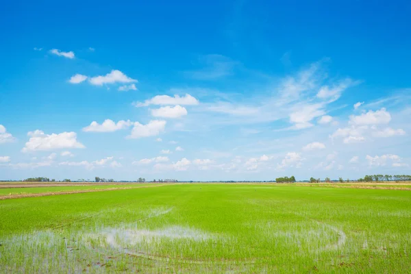 Grüne Wiese — Stockfoto