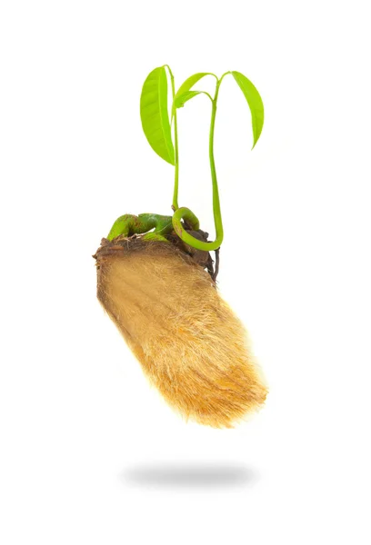 Growing green plant — Stock Photo, Image