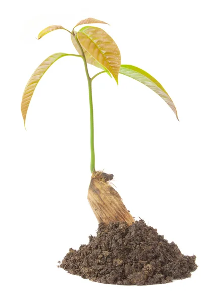 Growing green plant — Stock Photo, Image