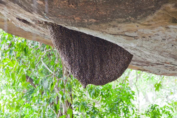 Honey bee swarm — Stock Photo, Image