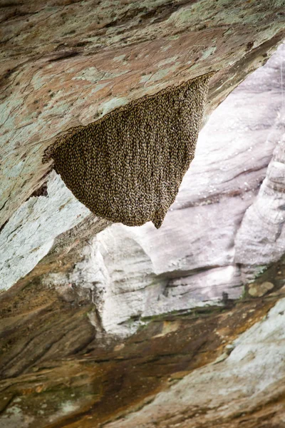 ミツバチの群れ — ストック写真