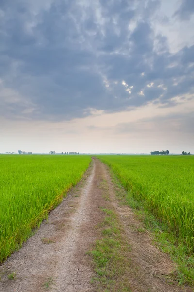 Off-road track in country — Stock Photo, Image