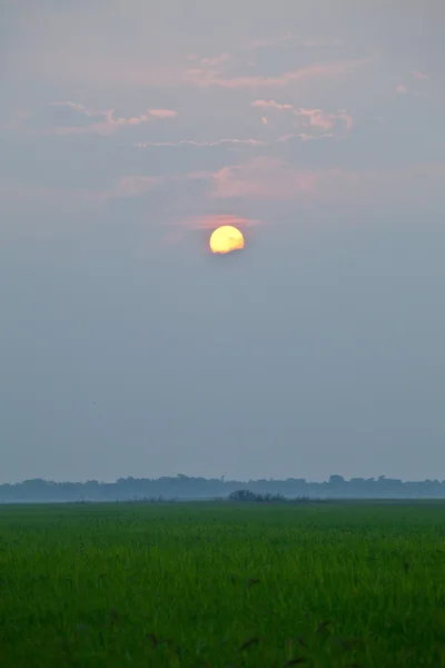 Arroz granja puesta del sol —  Fotos de Stock