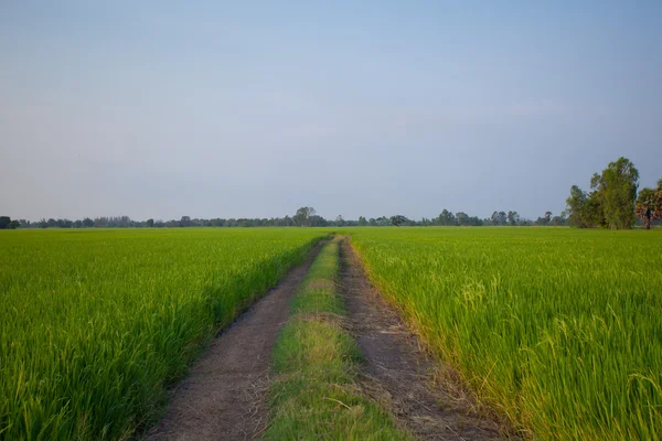 Riz ferme au coucher du soleil — Photo