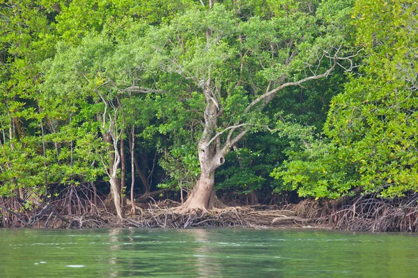 Mangrove Ormanı — Stok fotoğraf