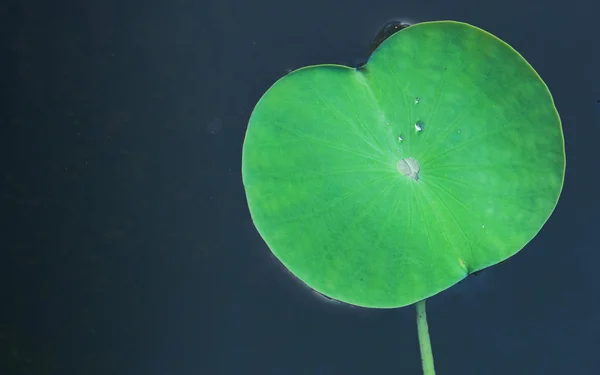Yeşil lotus yaprağı — Stok fotoğraf