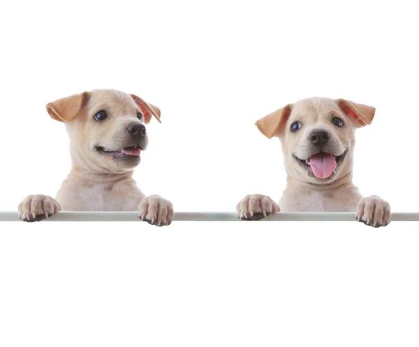 Two dogs with empty board — Stock Photo, Image