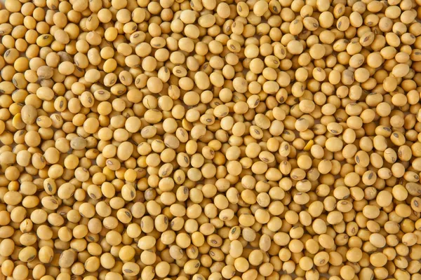 Soy bean pattern — Stock Photo, Image