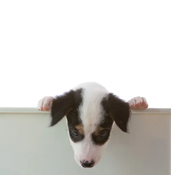 空のイノシシと犬 — ストック写真