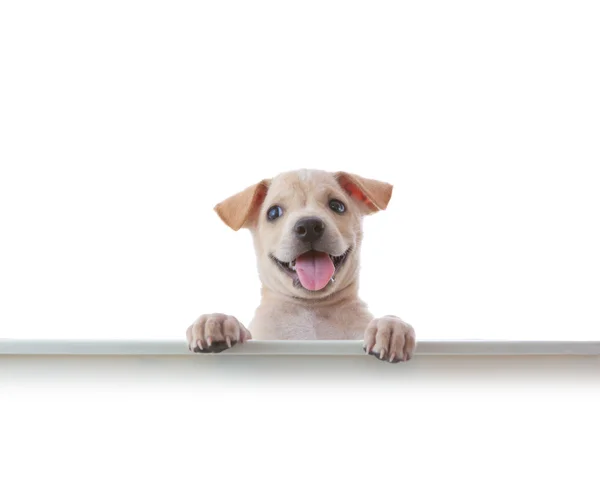 Perro con jabalí vacío — Foto de Stock