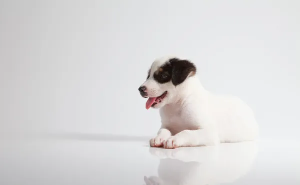 Puppy hondje — Stockfoto