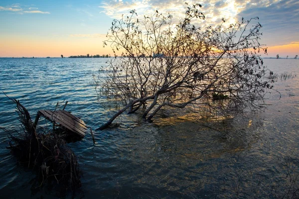 Árbol desnudo muerto — Foto de Stock