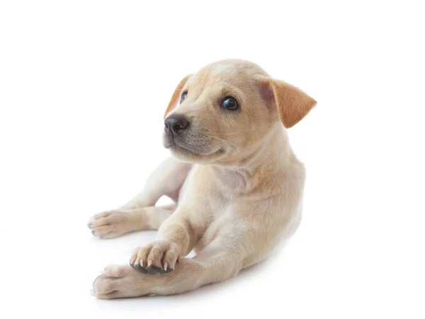 横たわっている子犬犬 — ストック写真