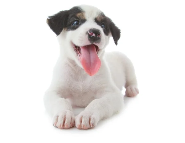 Puppy Dog — Stock Photo, Image