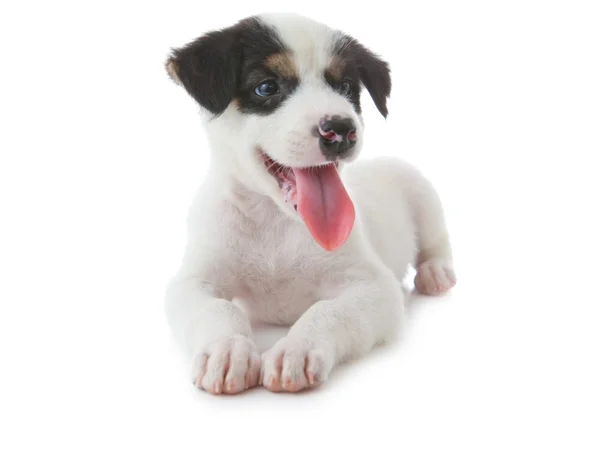 Puppy hondje — Stockfoto