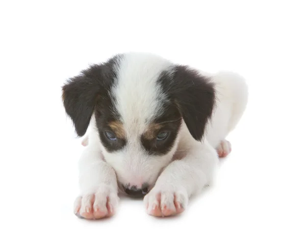 Puppy hondje — Stockfoto