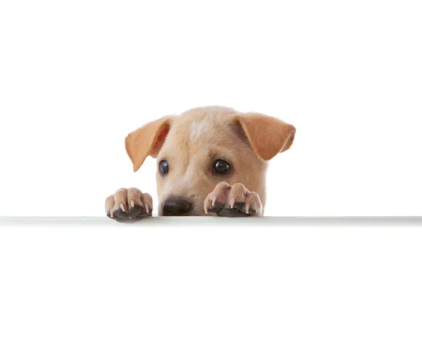 Dog with empty boar Royalty Free Stock Photos