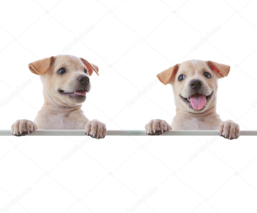 Two dogs with empty board