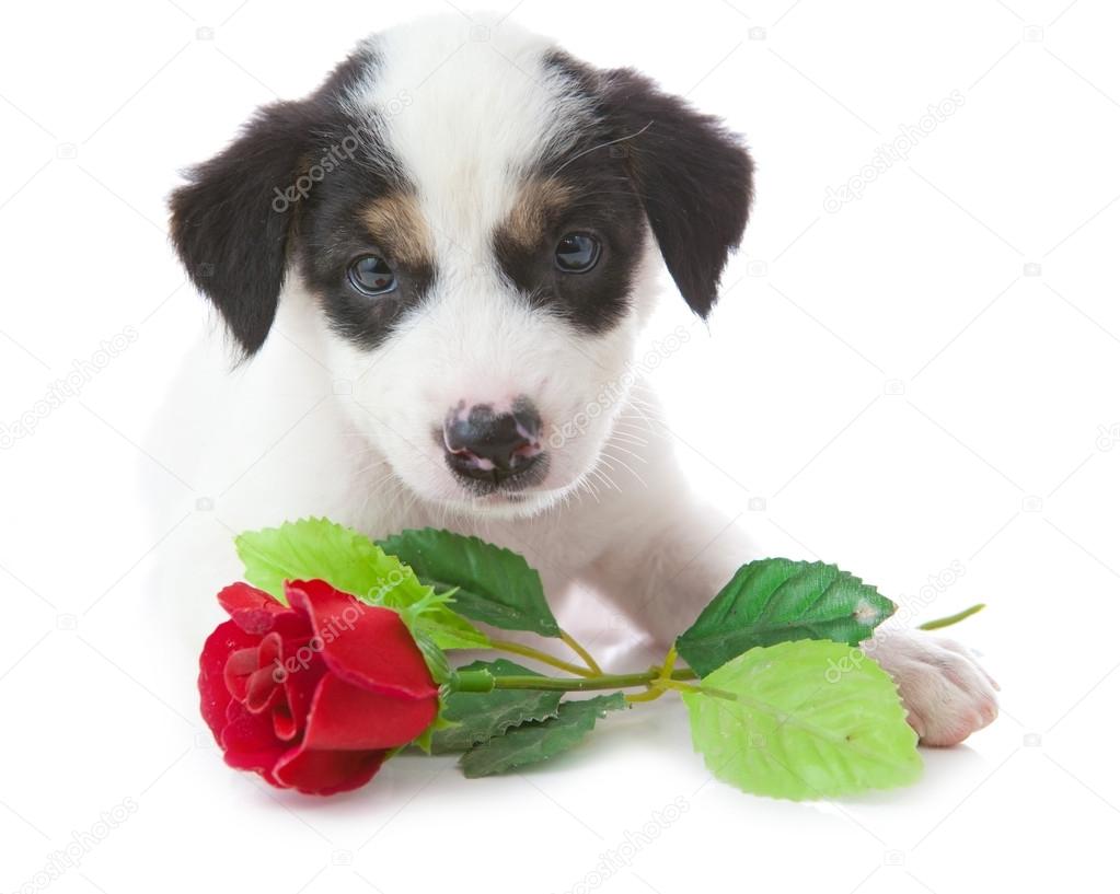 Puppy dog with rose
