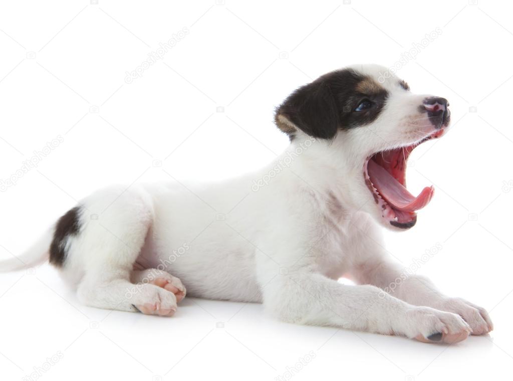Yawning puppy dog