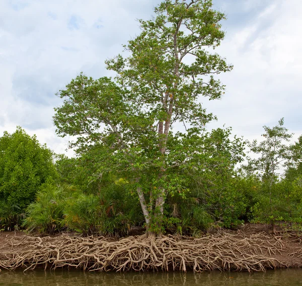 Mangroveskog — Stockfoto