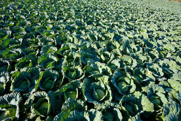 Cabbage field — Stock Photo, Image