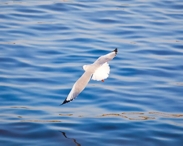 Seagull flying — Stock Photo, Image