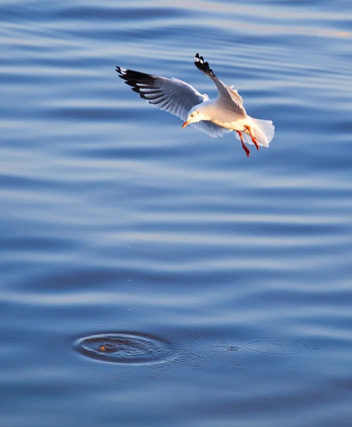 Seagulls eating — Stock Photo, Image