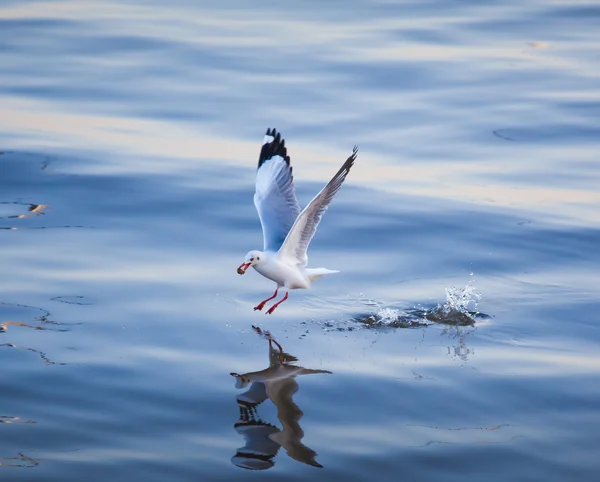 Seagulls eating — Stock Photo, Image