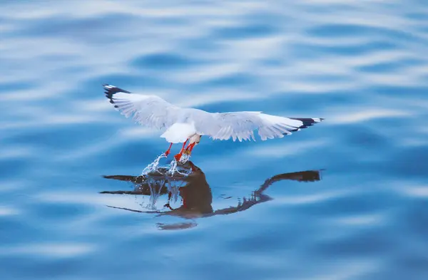 Seagulls eating — Stock Photo, Image