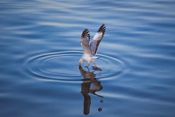 Seagulls eating — Stock Photo, Image