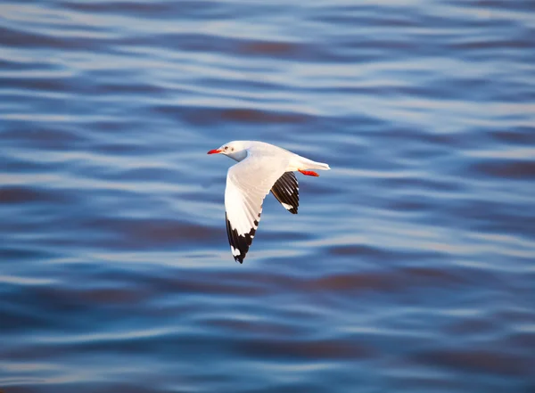 Seagull flying — Stock Photo, Image