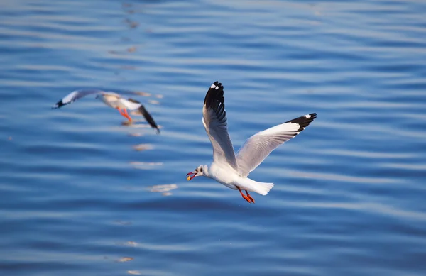 Seagulls eating — Stock Photo, Image