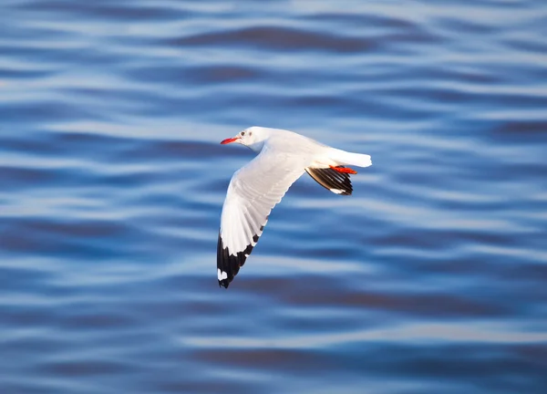 Seagull flying — Stock Photo, Image