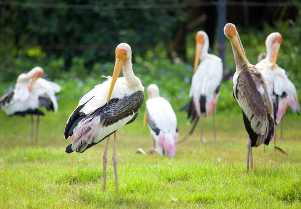 Dalmatian pelican — Stock Photo, Image