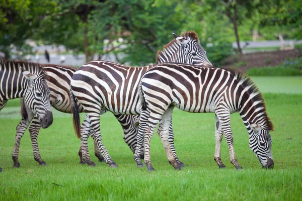 Zebras fraßen — Stockfoto